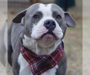 American Staffordshire Terrier-Unknown Mix Dogs for adoption in San Antonio, TX, USA