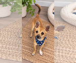 Small #1 Chihuahua Mix