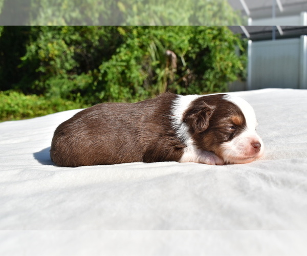 Medium Photo #7 Miniature Australian Shepherd Puppy For Sale in PALM COAST, FL, USA