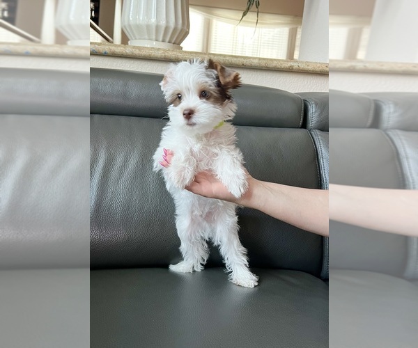 Medium Photo #3 Yorkshire Terrier Puppy For Sale in ROCKLIN, CA, USA