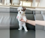 Small #2 Yorkshire Terrier