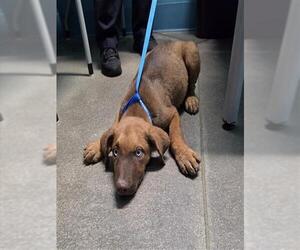 German Shepherd Dog-Unknown Mix Dogs for adoption in Houston, TX, USA
