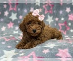 Small Photo #3 Poodle (Toy) Puppy For Sale in LAKELAND, FL, USA