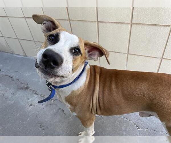 Medium Photo #1 American Pit Bull Terrier-Unknown Mix Puppy For Sale in Corpus Christi, TX, USA