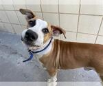 Small American Pit Bull Terrier Mix