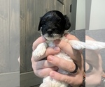 Puppy 3 Morkie-Poodle (Toy) Mix