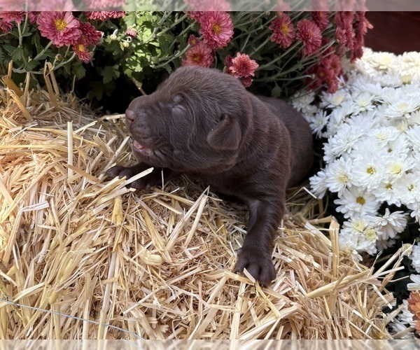 Medium Photo #18 Labrador Retriever Puppy For Sale in LEASBURG, MO, USA