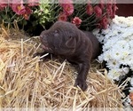 Small #17 Labrador Retriever