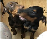 Small Photo #3 Doberman Pinscher Puppy For Sale in VANCOUVER, WA, USA