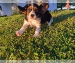 Small Photo #7 Cavalier King Charles Spaniel Puppy For Sale in WOOSTER, OH, USA
