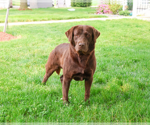 Labrador Retriever Puppy for sale in SYRACUSE, IN, USA