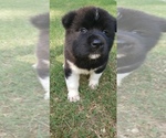 Small Photo #4 Akita Puppy For Sale in MEM, TN, USA