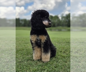 Father of the Aussiedoodle Miniature puppies born on 05/06/2026