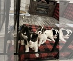 Small Photo #16 Akita Puppy For Sale in CANTONMENT, FL, USA