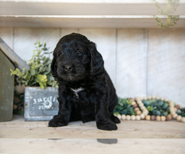 Medium Photo #12 Miniature Labradoodle Puppy For Sale in SUGARCREEK, OH, USA