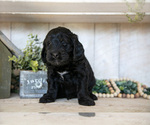 Small Photo #12 Miniature Labradoodle Puppy For Sale in SUGARCREEK, OH, USA