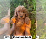 Small #36 Goldendoodle (Miniature)