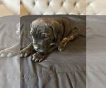Puppy Puppy 1 Cane Corso