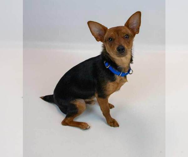 Medium Photo #5 Chihuahua-Unknown Mix Puppy For Sale in Kennesaw, GA, USA