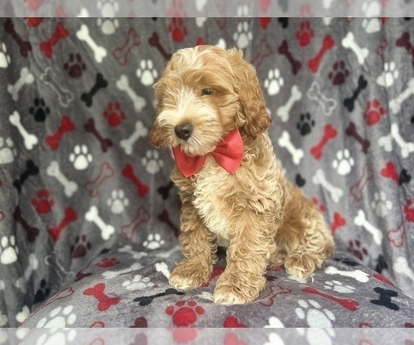 Medium Photo #6 Cock-A-Poo Puppy For Sale in LAKELAND, FL, USA