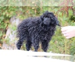 Small #8 Poodle (Toy)