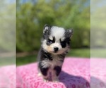 Puppy Lola Pomsky