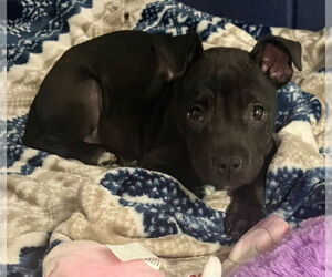 Mutt Dogs for adoption in Sterling, MA, USA