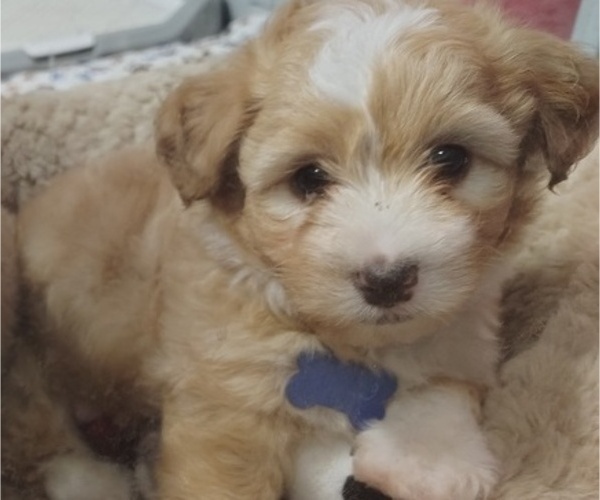 Medium Photo #6 Maltipoo (Miniature) Puppy For Sale in SAN ANTONIO, TX, USA