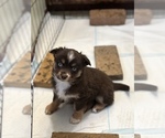 Puppy Ruby Miniature Australian Shepherd