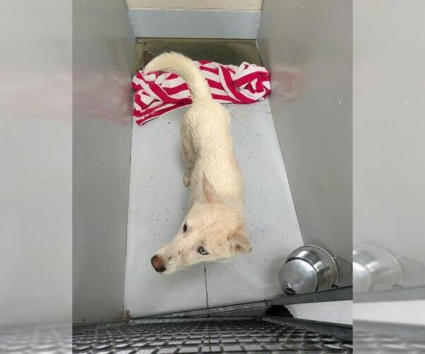 Medium Photo #1 American Eskimo Dog-Unknown Mix Puppy For Sale in Conroe, TX, USA