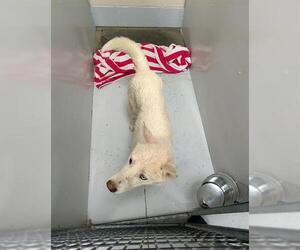 American Eskimo Dog-Unknown Mix Dogs for adoption in Conroe, TX, USA