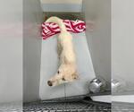 Small American Eskimo Dog Mix