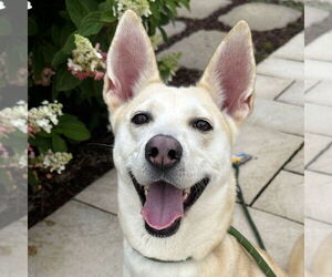 German Shepherd Dog-Huskies  Mix Dogs for adoption in Techny, IL, USA