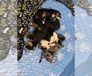 Bernedoodle (Miniature) Litter for sale in SUNMAN, IN, USA