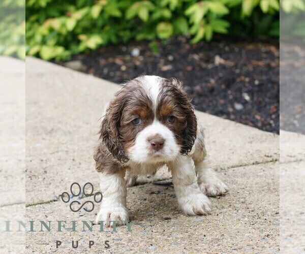 Medium Photo #3 Cocker Spaniel Puppy For Sale in NARVON, PA, USA