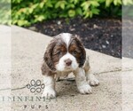 Small #2 Cocker Spaniel