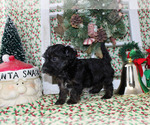 Small Photo #17 YorkiePoo Puppy For Sale in CHANUTE, KS, USA