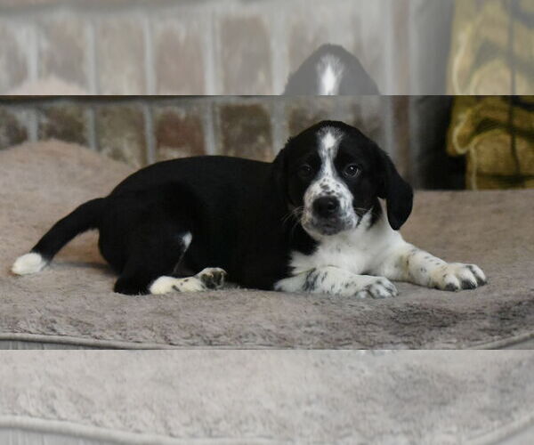 Medium Photo #2 Beagle-Border Collie Mix Puppy For Sale in Mechanicsburg, PA, USA