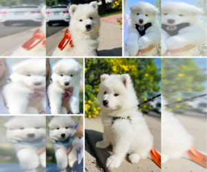 Samoyed Puppy for sale in COLORADO SPRINGS, CO, USA