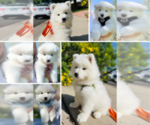 Image preview for Ad Listing. Nickname: Samoyeds