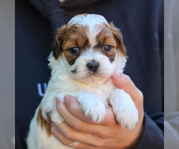 Medium Photo #4 ShihPoo Puppy For Sale in EAST EARL, PA, USA