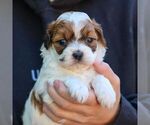 Small #3 ShihPoo
