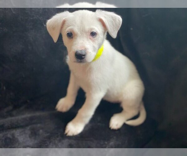 Medium Photo #15 Shepradors Puppy For Sale in Attalka, AL, USA