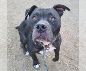 American Pit Bull Terrier Dogs for adoption in Long Beach, CA, USA
