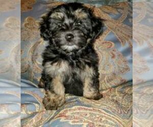 YorkiePoo-Zuchon Mix Puppy for Sale in IDA, Michigan USA