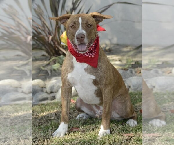 Medium Photo #1 American Staffordshire Terrier-Labrador Retriever Mix Puppy For Sale in Dana Point, CA, USA