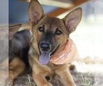 Small German Shepherd Dog Mix
