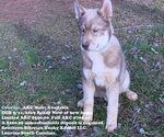 Small Photo #5 Siberian Husky Puppy For Sale in LAURENS, SC, USA