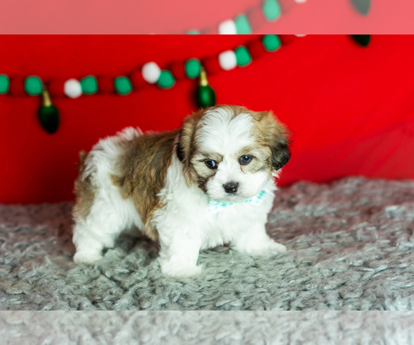 Medium Photo #1 Zuchon Puppy For Sale in WOLCOTTVILLE, IN, USA