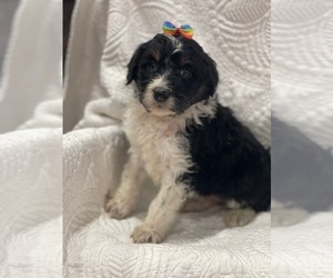 Aussiedoodle Puppy for Sale in PORUM, Oklahoma USA